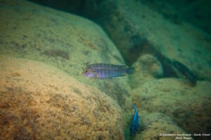 Labidochromis maculicauda 'Lundo Island'